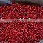 New Crop Frozen Lingonberry