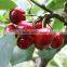 Top Quality Cherry Seeds For Planting