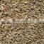 Cumin seeds