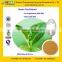 GMP Factory Supply High Quality Green Tea Extract