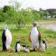 Resin life size lovely penguin statue