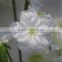 dry flower artificial cherry blossom fabric flower