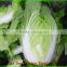 (HOT) Fresh cabbage export South Korea/cabbage
