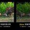 Handy 10X42 Anti-Frog Telescope for Sightseeing Bird Watching Hiking Spotting Scope