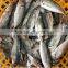 Frozen big eyes horse mackerel in good quality with size 90 - 110 g