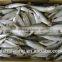 Frozen sardine for market