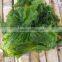 Wholesale Dried Seaweed Green Laver Aonori Ulva Lactuca Powder/Flakes Food Grade