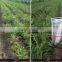 Biological fertilizer for potassium and phosphate dissolving
