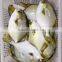 New Wholesale Seafood Whole Round Frozen Golden Pomfret/Pompano Fish