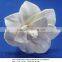Flower for decoration