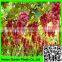 Heavy Duty Long-lasting Flexible Growing Vine Vegetables Support Net