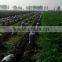 2014chinese fresh Carrot