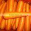Crispy Carrot Sweet Carrot Wholesale Carrot