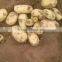 Chinese new and yellow potato from shandong province