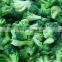 2015 Wholesale bulk frozen broccoli