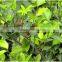 Evergreen Foliage Outdoor Landscaping Decorative Ornamental Plants Ficus Microcarpa cv Golden Leaves