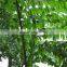 Wholesale Outdoor Decrotive Landscaping Ornamental Palm Caryota Urens L