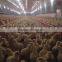 2016 Hot Sale Automatic Poultry Farm Equipment For Broiler Chicken