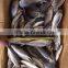 HORSE MACKEREL TARCHURUS JAPONICUS 20CM+