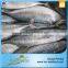 2016 Best Sale Frozen Sarda Sell Fresh Tuna Fish