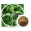 Top Quality Natural Stinging Nettle Leaf Extract/stinging nettle extract powder