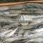 New caught frozen sardine with size 90 pcs / 10kg