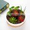 Wholesale Chaozhou Set Plant Humanoid Giant Succulent Planter Pot Ceramic 14 Inch