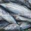 brine seafrozen skipjack tuna fish