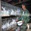 3 tiers 12 rabbits large rabbit cages indoor breeding sold to Russia