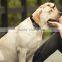 AGPS, TTFF in 30 seconds Accuracate location mini GPS pet dog cat tracker