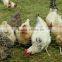 Chicks Netting, hexagonal mesh fence, galvanized or pvc coated mesh, twisted mesh