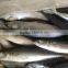 New caught whole round frozen mackerel 8-10pcs/kg