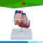 Direct factory supplied human heart disease model