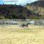 Galvanized pipe livestock metal corral fence panels for horses