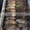Frozen Tilapia