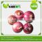 Widely Used Fresh Round Onion