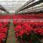 Natural poinsettia christmas flowers live plant in pot