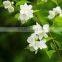 Jasmine Body Massage Oil