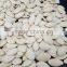 Hot Sale Big Size 10-11mm Chinese Pumpkin Seeds