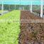NFT Gully for Lettuces