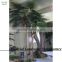 garden/landscaping/home decorative indoor palm trees