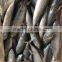 200-300G Frozen Bonito Tuna