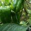 Long Sweet Pepper Seeds Vegetable Seed Green Pepper Greenhouse Pepper Seeds No.04