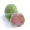 WHOLESALE GUAVA FOR HEALTHY WITH GOOD PRICE FROM VIET NAM