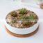 New Design Succulent Planter Wooden Mini Plant Set Small Low Bowl Chinese Perfect Turtle Garden Flower Pot Ceramic White