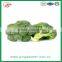 best price fresh broccoli for sale 600-700g/pc