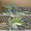 Fresh Queen pineapple