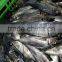 seafrozen pacific ocean lamp catch horse mackerel fish