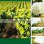 For protecting the plants China supplier Biodegradable Agriculture PP Protective Cover Film for protecting the plants