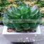 Professional hot sale artificial succulent plant for table decoration